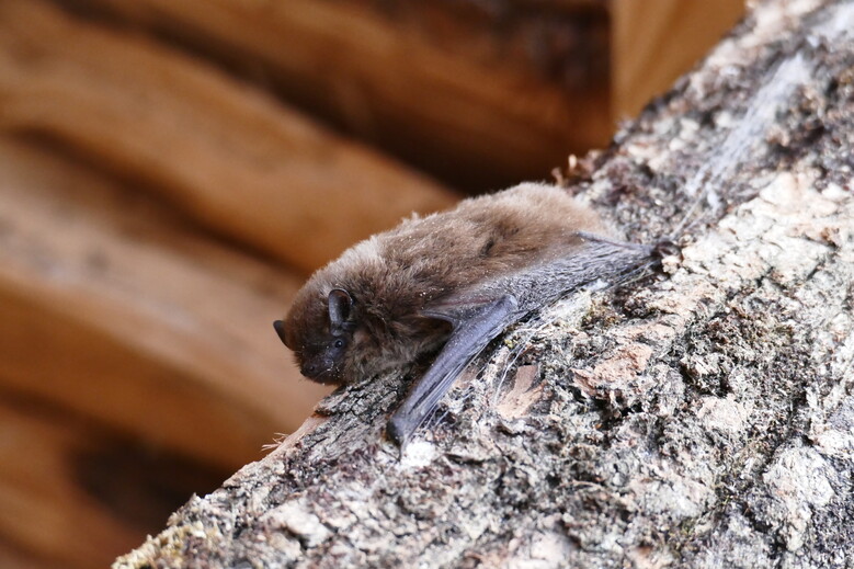 Nuit de la chauve-souris
