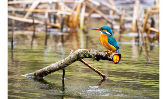 Observer les oiseaux de la Deûle : un nouveau regard sur les berges