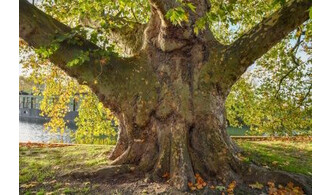 Oh les branches !