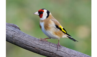 Oiseaux des jardins