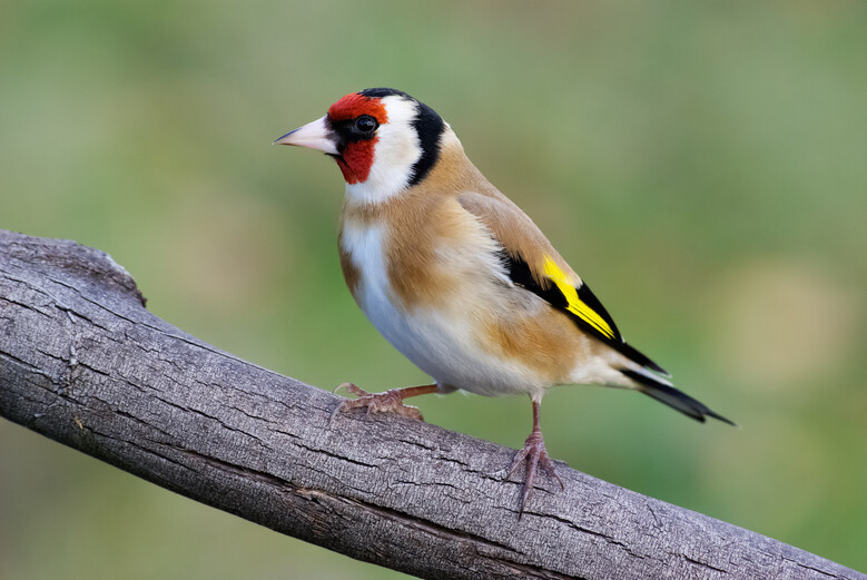 Oiseaux des jardins