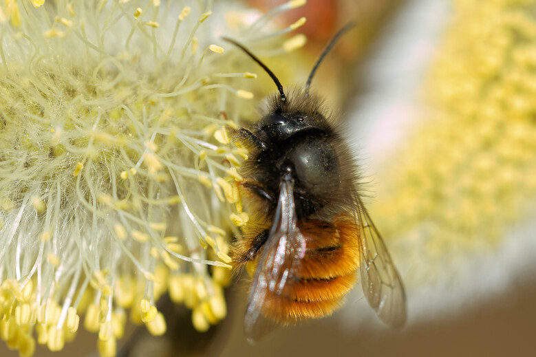 Pollinisateurs à l'honneur