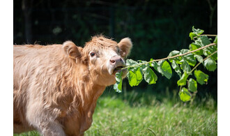 Prenons soins des animaux de la ferme
