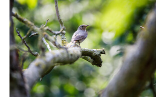 Promenade ornithologique