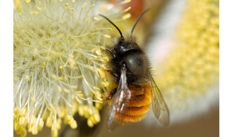 Qui sont les pollinisateurs ?