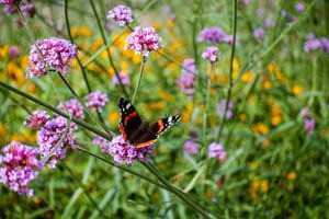 Rallye : Ouvrez les yeux sur la Nature