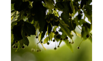 Reconnaissance des arbres et des arbustes à partir de leurs feuilles