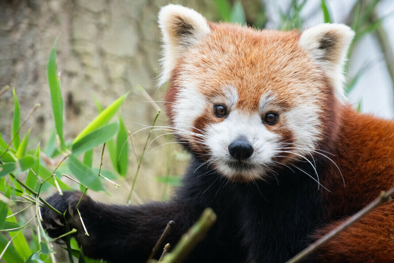 Samedi 14 février : le zoo rouvre ses portes !