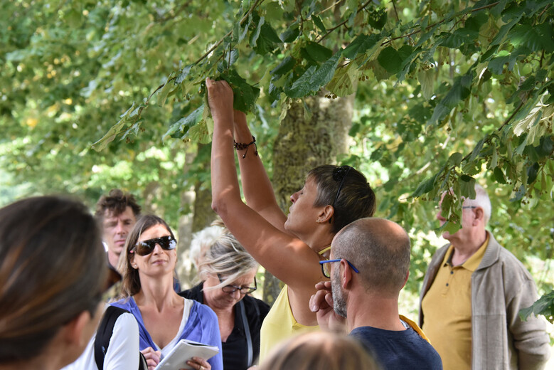 Sauvages de ma rue, bienfaits et usages des plantes pour l'Homme et la Nature