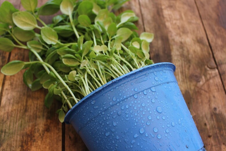 Se soigner par les plantes