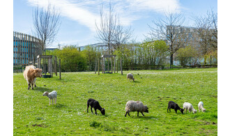 Sortie des animaux commentée