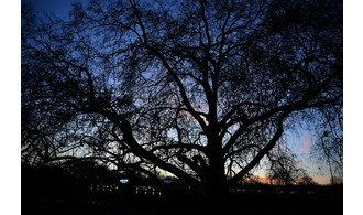 Sortie nocturne : Les chauves-souris