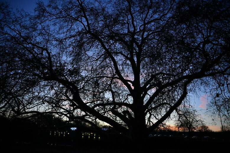 Sortie nocturne : Les chauves-souris