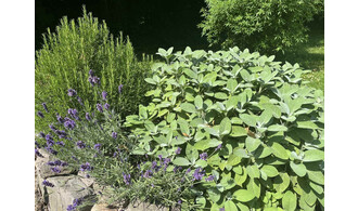Sous les racines :