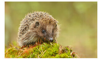 Sur les traces du hérissons