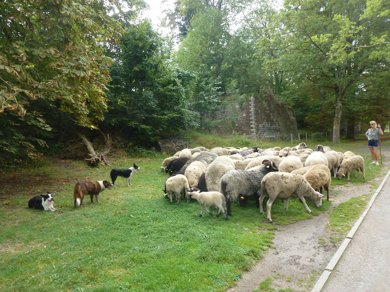 Tous ensemble pour le bien être animal