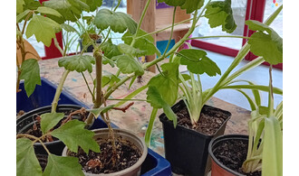 Trocs de bouture et comptoir aux graines