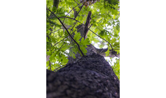 Un autre regard sur l'arbre
