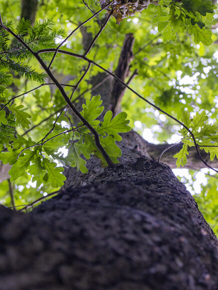 Un autre regard sur l'arbre