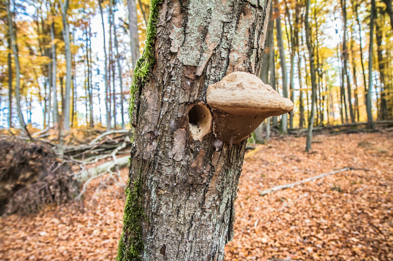 Un cimetière plein de vie