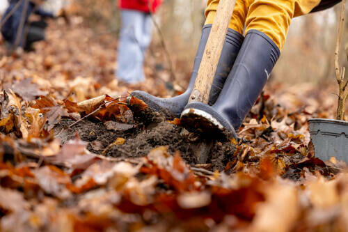 Venez planter des arbres à la Citadelle de Lille