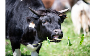Visite découverte sensorielle Spéciale Soigneurs animaliers