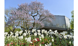 Visite guidée du Jardin des Plantes