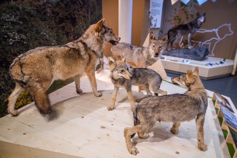 Visites guidées de l’exposition "Ni méchant Ni gentil !"
