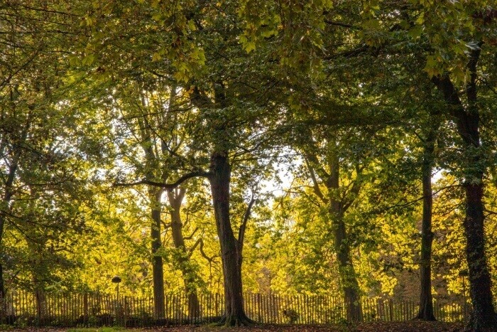Voyage au centre de l'arbre