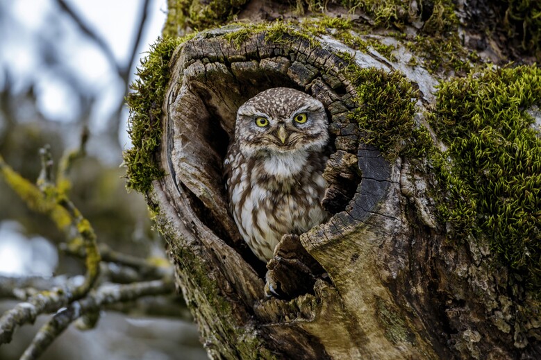 Voyage au centre de l'arbre