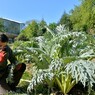 Une journée au Jardin des plantes, été 2017.