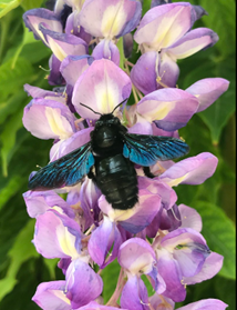 Abeille charpentière ©Laszlo