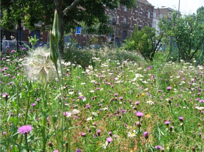Prairie fleurie au jardin d’arboriculture fruitière ©Yohan Tison