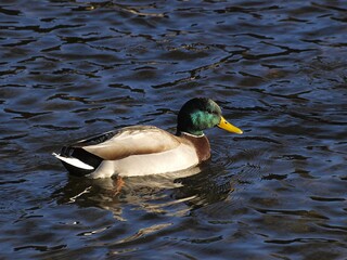 Canard_colvert ©Hyppolyte de Saint-Rambert