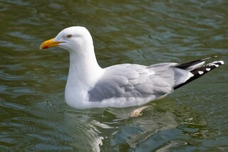 Goeland argenté Marie-Lan ©Taÿ Pamart