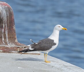 Goeland brun ©Arild Vågen