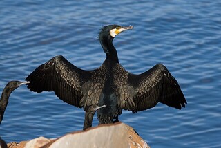 Grand Cormoran ©Austins_Ferry_