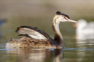 Grebe huppe ©Alexis Lours