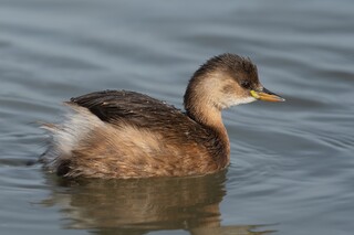 Grèbe_castagneux ©El Golli Mohamed