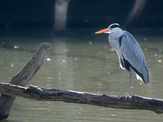 Héron_cendré ©Musicaline