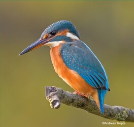 Martin pecheurs d'Europe