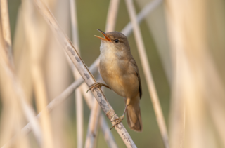 Rousserolle effarvatte