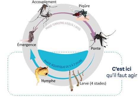 Cycle de vie moustiques tigres