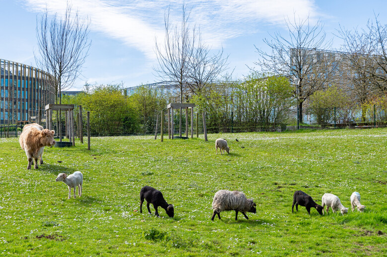 ©Daniel Rapaich Dicom ville de Lille