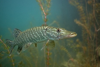 Brochet ©Adobe stock