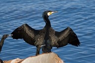 Grand cormoran © Austins_Ferry