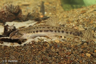 Loche épineuse © Stemmer