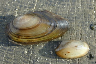 Moule d'eau douce © Fritz Geller-Grimm