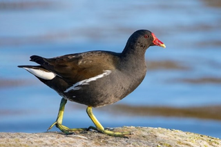 Poule d'eau © Alexis Lours