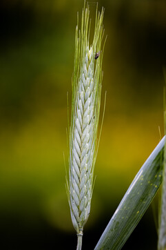 Blé (Triticum turgidum ssp. durum) ©Camille Jan-Baudens